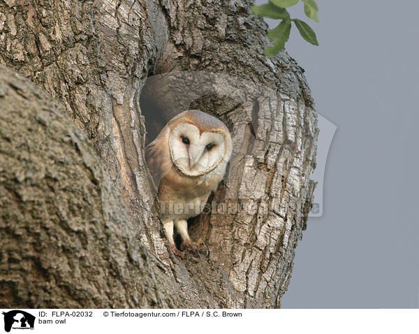 barn owl / FLPA-02032