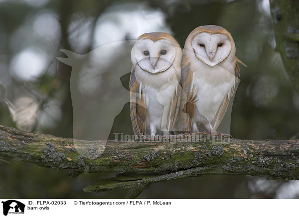 barn owls / FLPA-02033