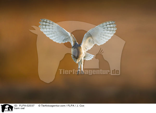 barn owl / FLPA-02037