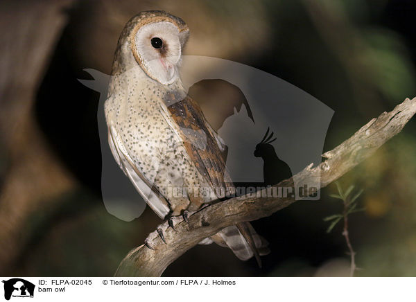 barn owl / FLPA-02045