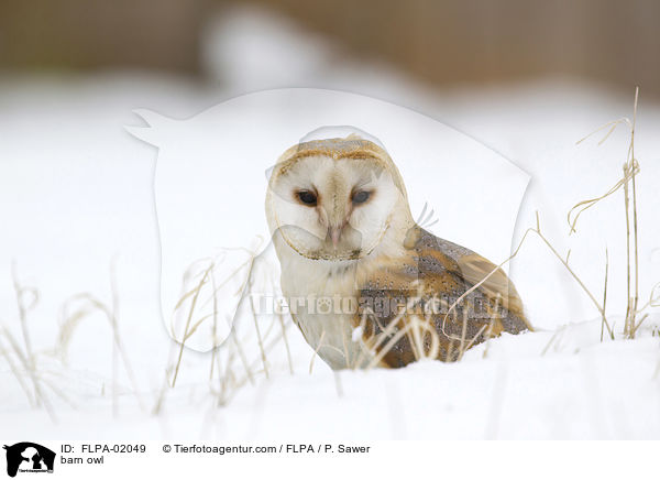barn owl / FLPA-02049