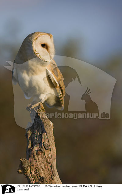 barn owl / FLPA-03263