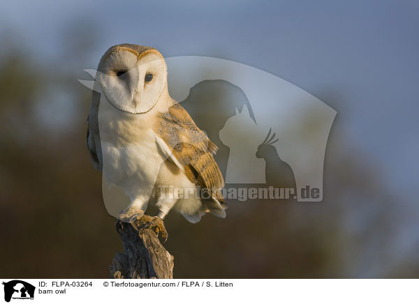 barn owl / FLPA-03264