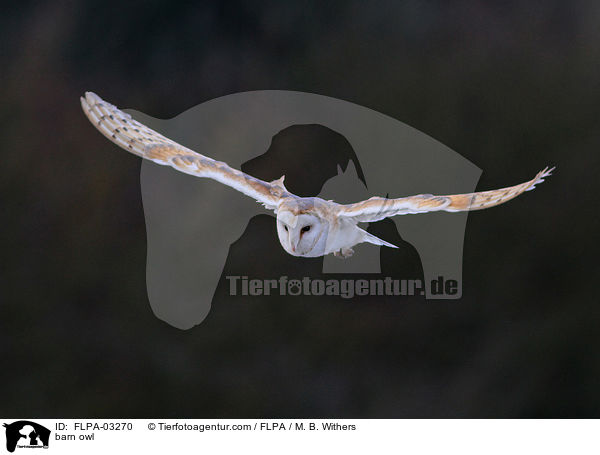 barn owl / FLPA-03270