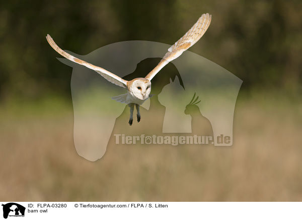 barn owl / FLPA-03280