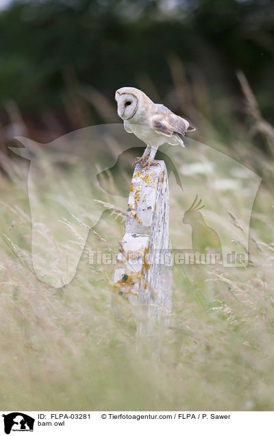 barn owl / FLPA-03281