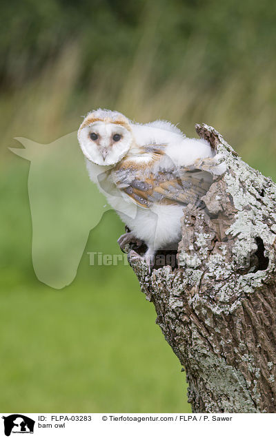 Schleiereule / barn owl / FLPA-03283