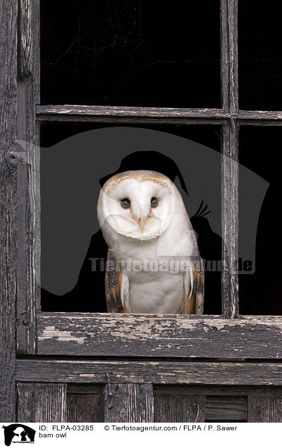 Schleiereule / barn owl / FLPA-03285