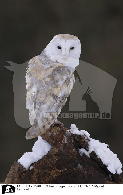 barn owl / FLPA-03288