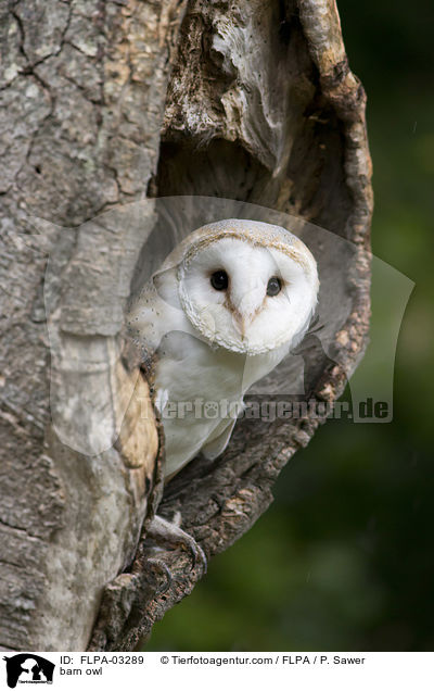 barn owl / FLPA-03289