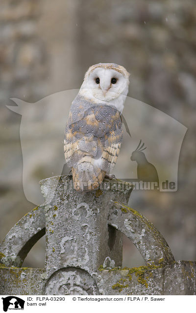 barn owl / FLPA-03290