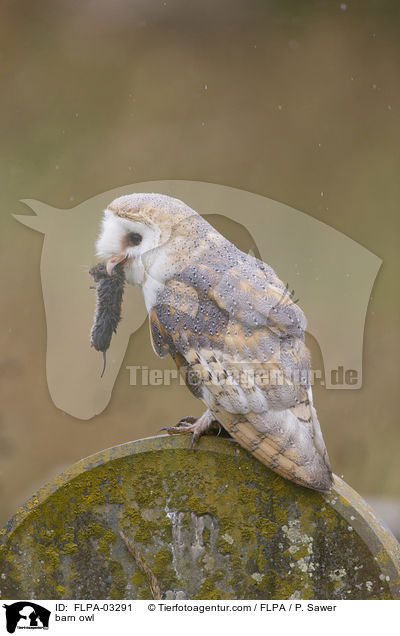 barn owl / FLPA-03291