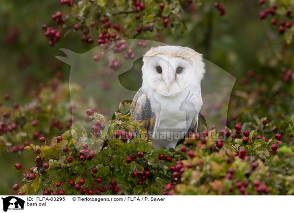 barn owl / FLPA-03295