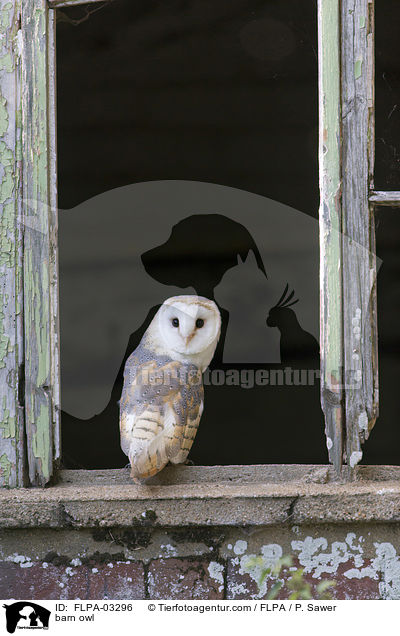 barn owl / FLPA-03296