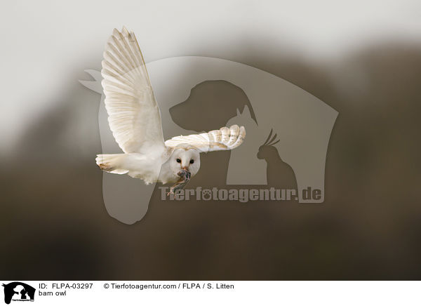barn owl / FLPA-03297