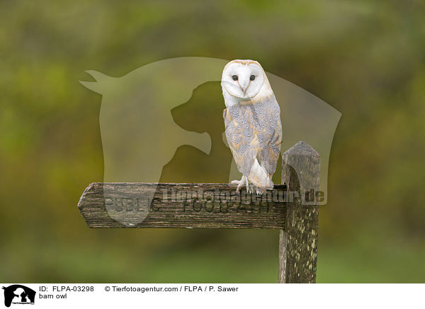 barn owl / FLPA-03298