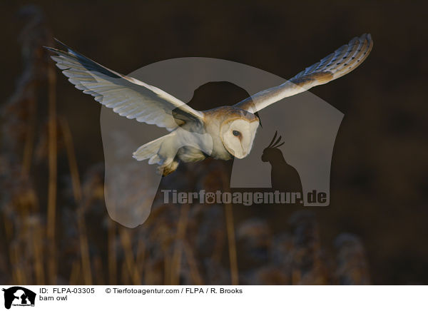barn owl / FLPA-03305