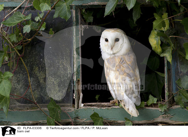 barn owl / FLPA-03306