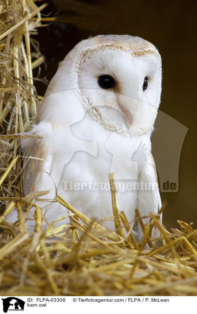 barn owl / FLPA-03308