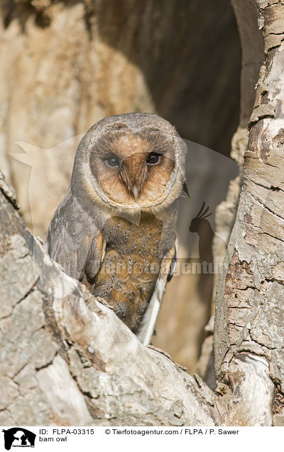 barn owl / FLPA-03315