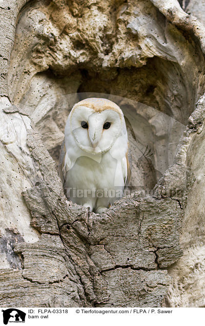 barn owl / FLPA-03318
