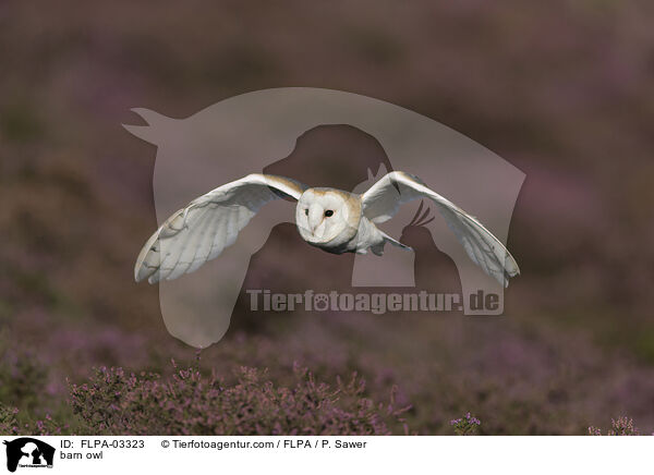 barn owl / FLPA-03323