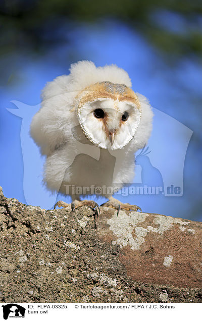 barn owl / FLPA-03325