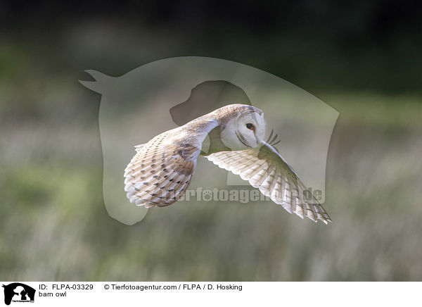 Schleiereule / barn owl / FLPA-03329