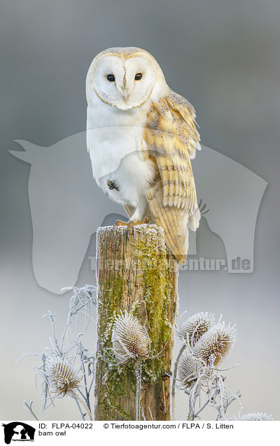 barn owl / FLPA-04022