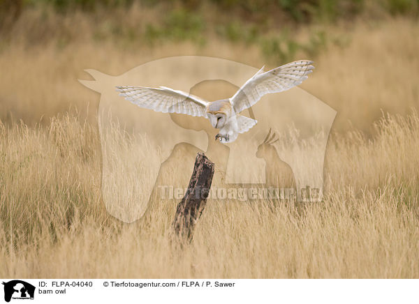 barn owl / FLPA-04040