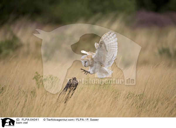 barn owl / FLPA-04041