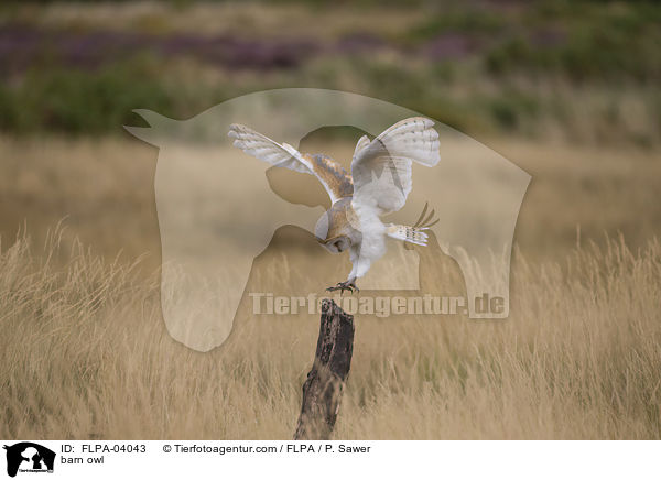 barn owl / FLPA-04043