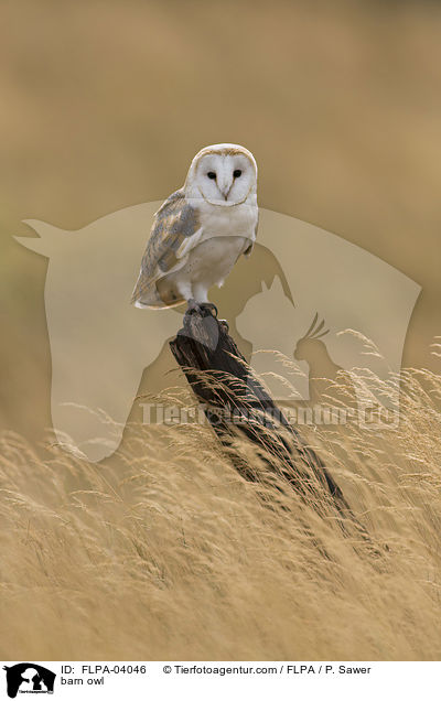 barn owl / FLPA-04046