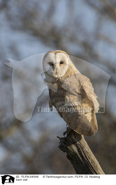 barn owl / FLPA-04048