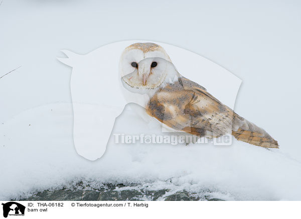 barn owl / THA-06182