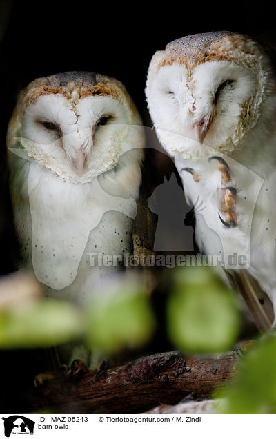 Schleiereulen / barn owls / MAZ-05243