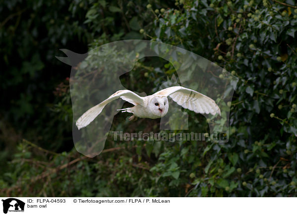 barn owl / FLPA-04593