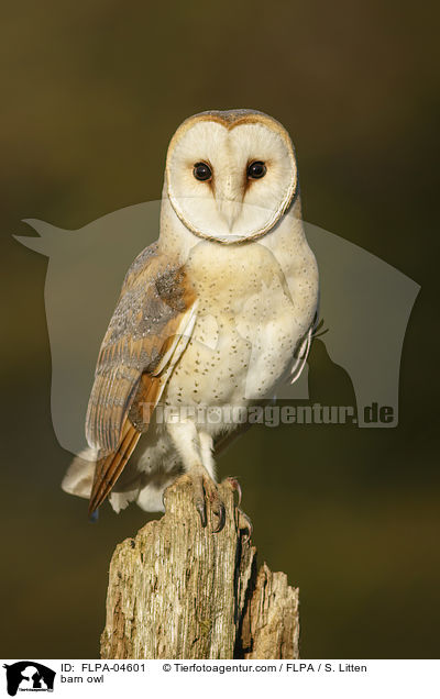 barn owl / FLPA-04601