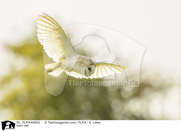 barn owl / FLPA-04602