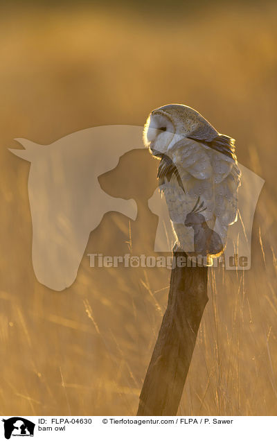 barn owl / FLPA-04630