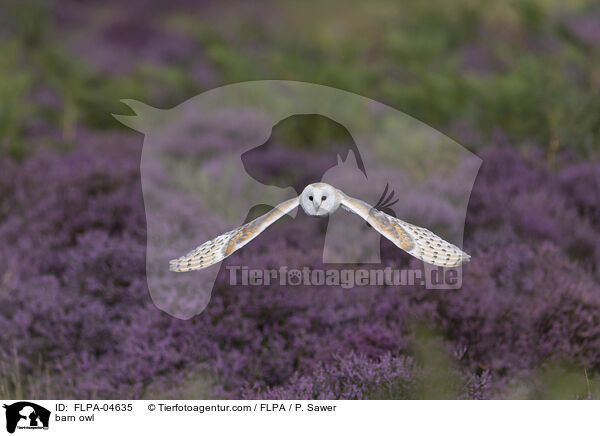 barn owl / FLPA-04635