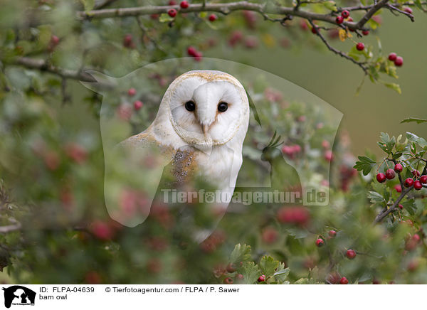 Schleiereule / barn owl / FLPA-04639