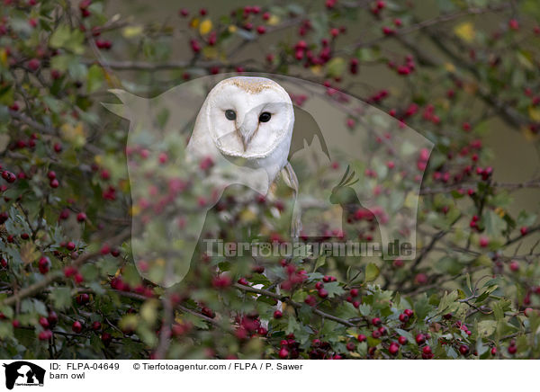 barn owl / FLPA-04649