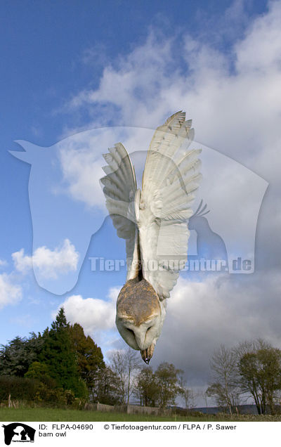 Schleiereule / barn owl / FLPA-04690