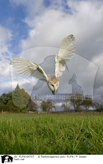 barn owl / FLPA-04707