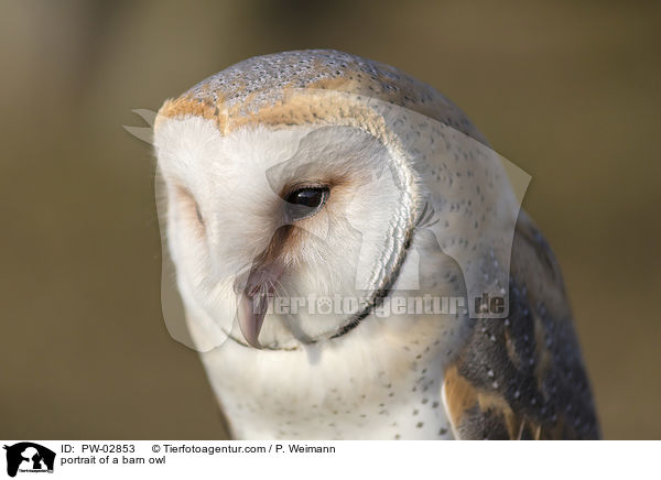 portrait of a barn owl / PW-02853