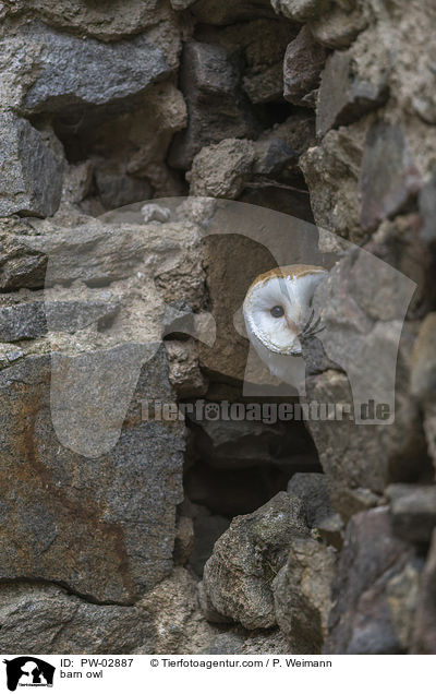 barn owl / PW-02887