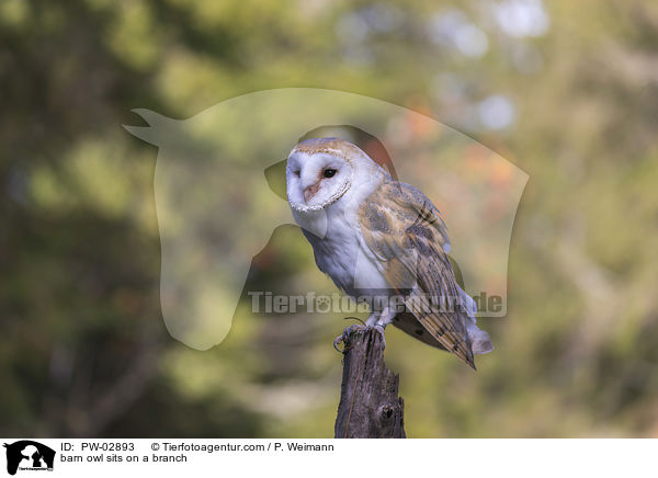 Schleiereule sitzt auf einem Ast / barn owl sits on a branch / PW-02893