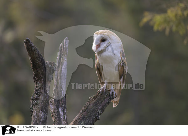 barn owl sits on a branch / PW-02902