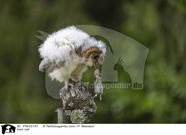 Schleiereule / barn owl / PW-03137